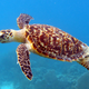 Image for article titled That’s it, we’ve done it, we’ve stuffed every sea turtle’s gut with plastic